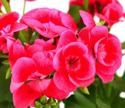 Dehner Geranien|Sommerblumen - Stehende Geranie 'Pretty Little®' Pink