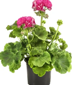 Dehner Geranien|Sommerblumen - Stehende Geranie 'Rosenmädchen' Pink