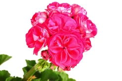Dehner Geranien|Sommerblumen - Stehende Geranie 'Rosenmädchen' Pink