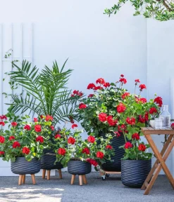 Dehner Terrassenpflanzen|Geranien > Stehende Geranie,