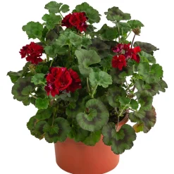 Dehner Terrassenpflanzen|Geranien > Stehende Geranie,