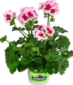 Dehner Geranien|Sommerblumen > Stehende Geranie 'Smokey Eye®'
