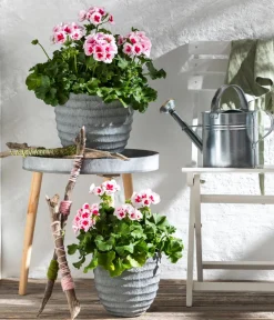 Dehner Geranien|Sommerblumen > Stehende Geranie 'Smokey Eye®'