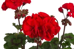 Dehner Geranien|Sommerblumen > Stehende Geranie 'Tumbao®'