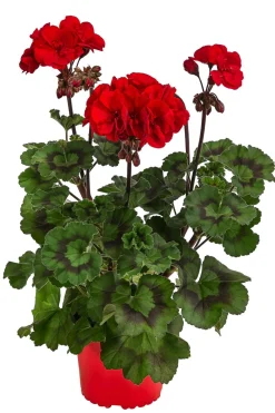 Dehner Geranien|Sommerblumen > Stehende Geranie 'Tumbao®'