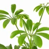 Dehner Grünpflanzen - Sternaralie - Schefflera luseana