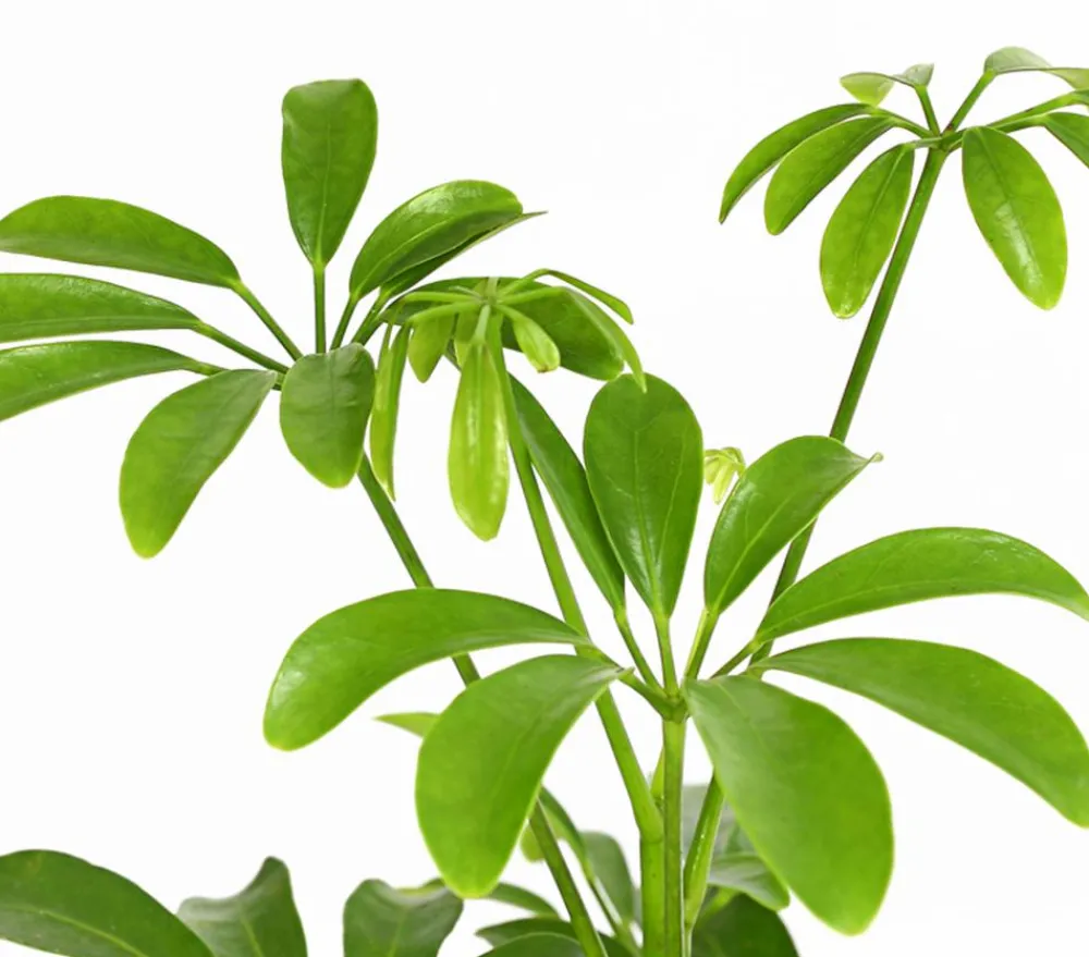 Dehner Grünpflanzen - Sternaralie - Schefflera luseana