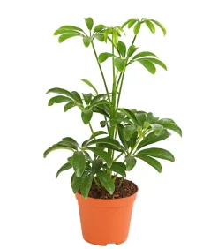 Dehner Grünpflanzen - Sternaralie - Schefflera luseana