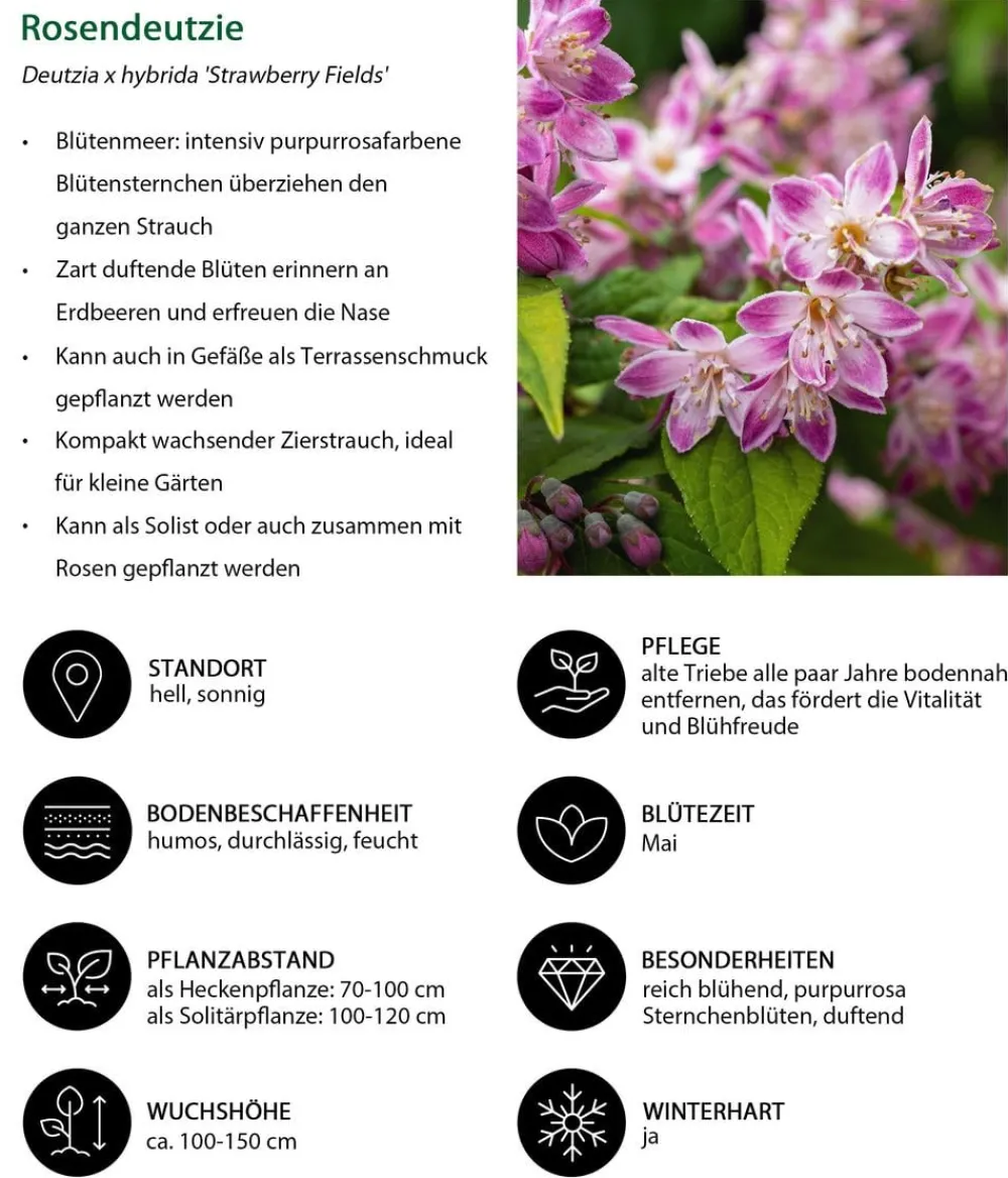 Dehner Laubgehölze|Blühende Sträucher > Sternchenstrauch 'Strawberry Fields'