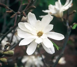Dehner Stern-Magnolie Weiß Outlet