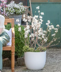 Dehner Laubgehölze|Magnolien - Stern-Magnolie Weiß