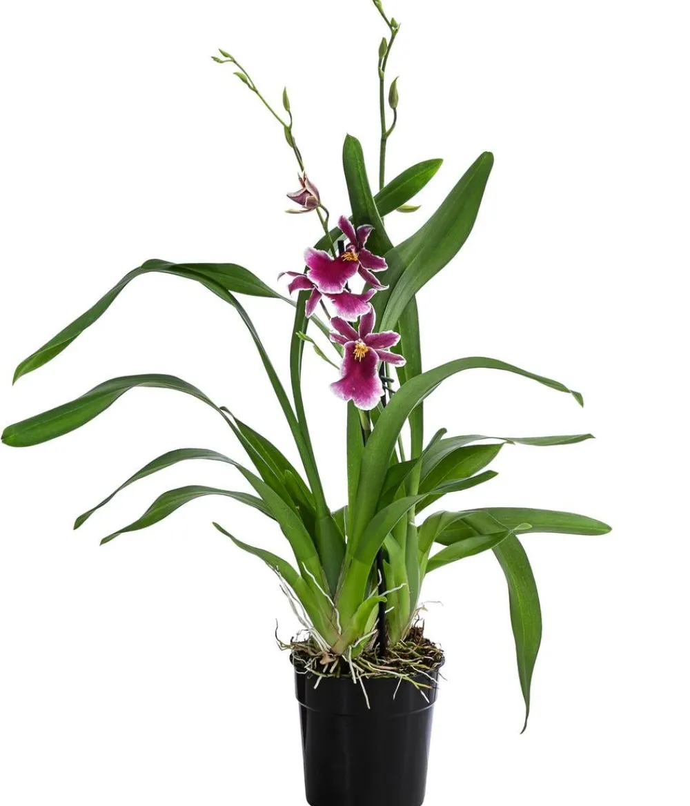 Dehner Stiefmütterchen-Orchidee - Miltonia 'Klara' Pink Hot