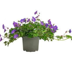 Dehner Sommerstauden > Storchschnabel 'Rozanne®'