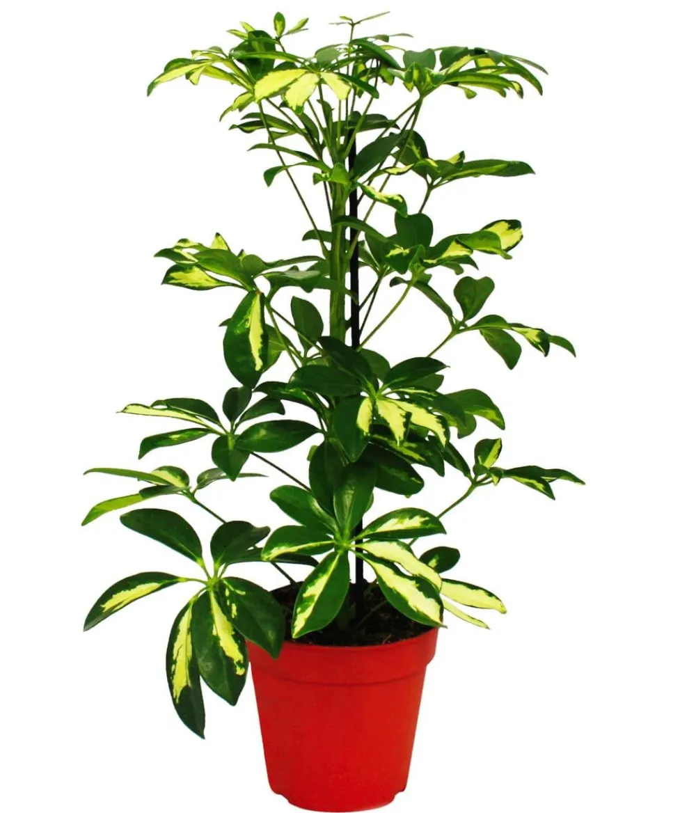 Dehner Grünpflanzen - Strahlenaralien-Set - Schefflera, 2-teilig Grün