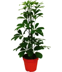 Dehner Grünpflanzen - Strahlenaralien-Set - Schefflera, 2-teilig Grün