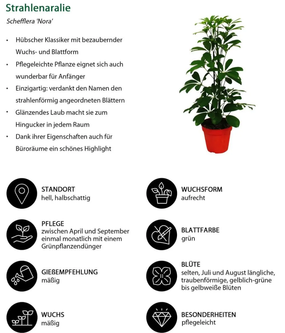 Dehner Grünpflanzen - Strahlenaralien-Set - Schefflera, 2-teilig Grün