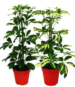 Dehner Grünpflanzen - Strahlenaralien-Set - Schefflera, 2-teilig Grün