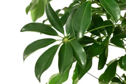 Dehner Strahlenaralie - Schefflera arboricola 'Nora' Grün Sale