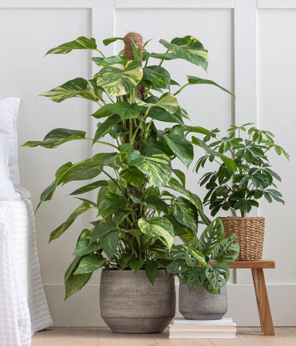 Dehner Grünpflanzen - Strahlenaralie - Schefflera arboricola 'Nora' Grün