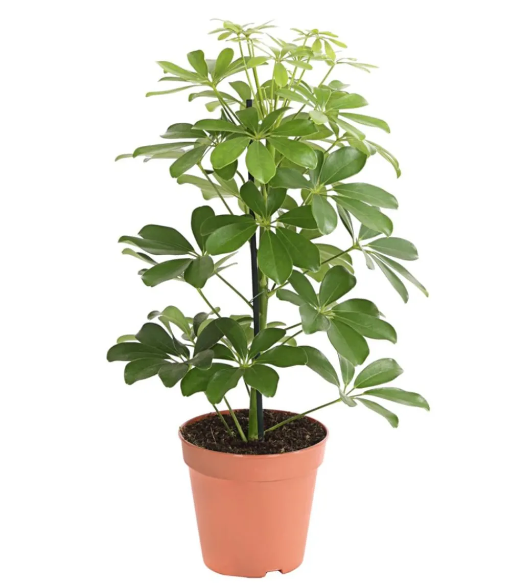Dehner Grünpflanzen - Strahlenaralie - Schefflera arboricola 'Nora' Grün