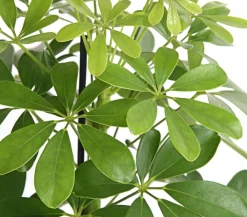 Dehner Grünpflanzen - Strahlenaralie - Schefflera arboricola 'Nora' Grün