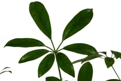 Dehner Strahlenaralie - Schefflera arboricola compacta 'Nora', Hydrokultur Grün Sale