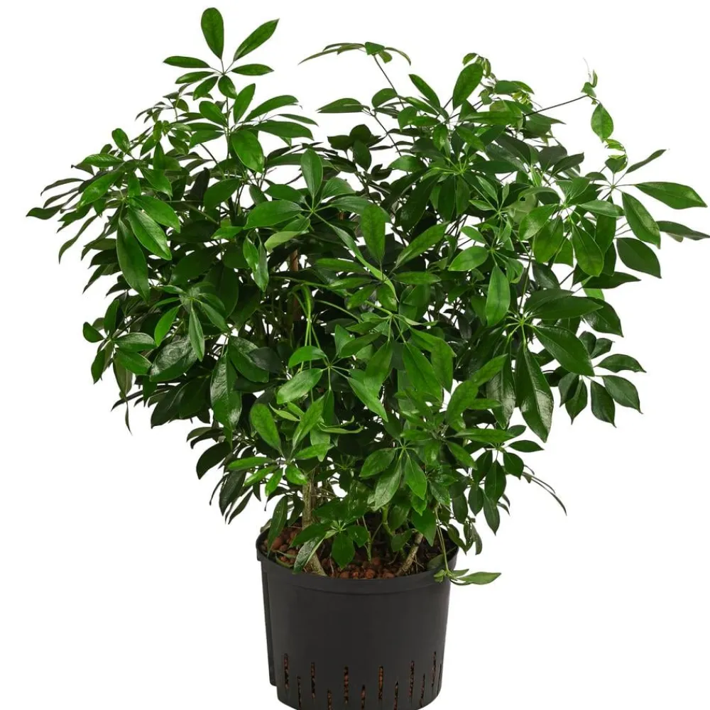 Dehner Strahlenaralie - Schefflera arboricola compacta 'Nora', Hydrokultur Grün Sale