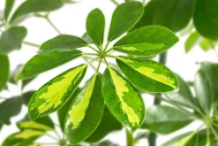 Dehner Hydropflanzen|Grünpflanzen - Strahlenaralie - Schefflera arboricola 'Gold Capella', Hydrokultur
