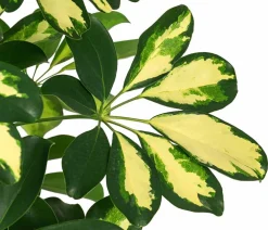 Dehner Grünpflanzen|Solitärpflanzen > Strahlenaralie - Schefflera arboricola