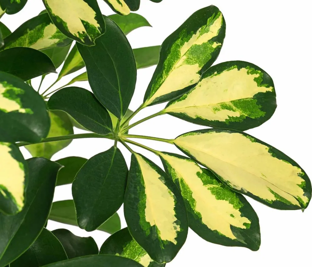 Dehner Grünpflanzen|Solitärpflanzen > Strahlenaralie - Schefflera arboricola