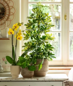 Dehner Grünpflanzen|Solitärpflanzen > Strahlenaralie - Schefflera arboricola