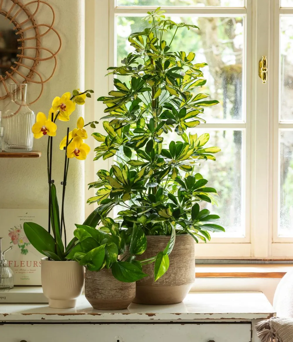 Dehner Grünpflanzen|Solitärpflanzen > Strahlenaralie - Schefflera arboricola