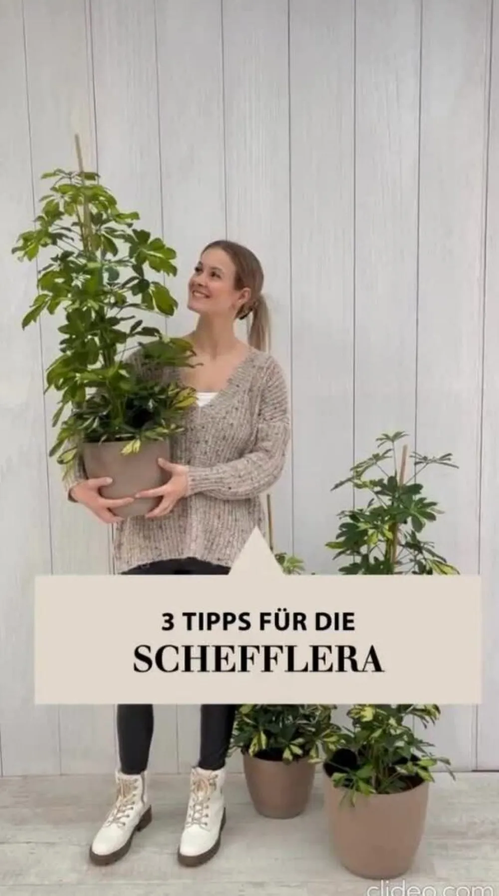 Dehner Grünpflanzen|Solitärpflanzen > Strahlenaralie - Schefflera arboricola
