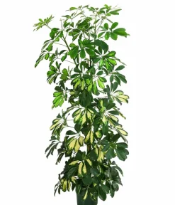 Dehner Grünpflanzen|Solitärpflanzen > Strahlenaralie - Schefflera arboricola