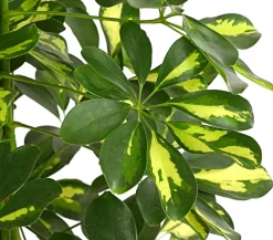 Dehner Strahlenaralie - Schefflera arboricola