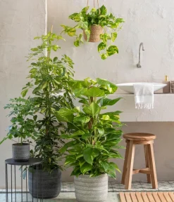Dehner Strahlenaralie - Schefflera arboricola