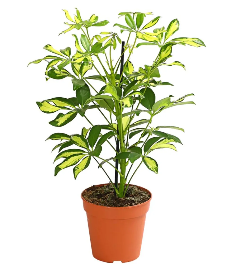 Dehner Grünpflanzen|Solitärpflanzen - Strahlenaralie - Schefflera arboricola