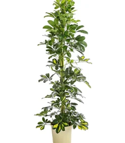 Dehner Grünpflanzen|Solitärpflanzen - Strahlenaralie - Schefflera arboricola