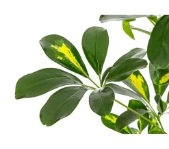 Dehner Grünpflanzen|Solitärpflanzen - Strahlenaralie - Schefflera arboricola