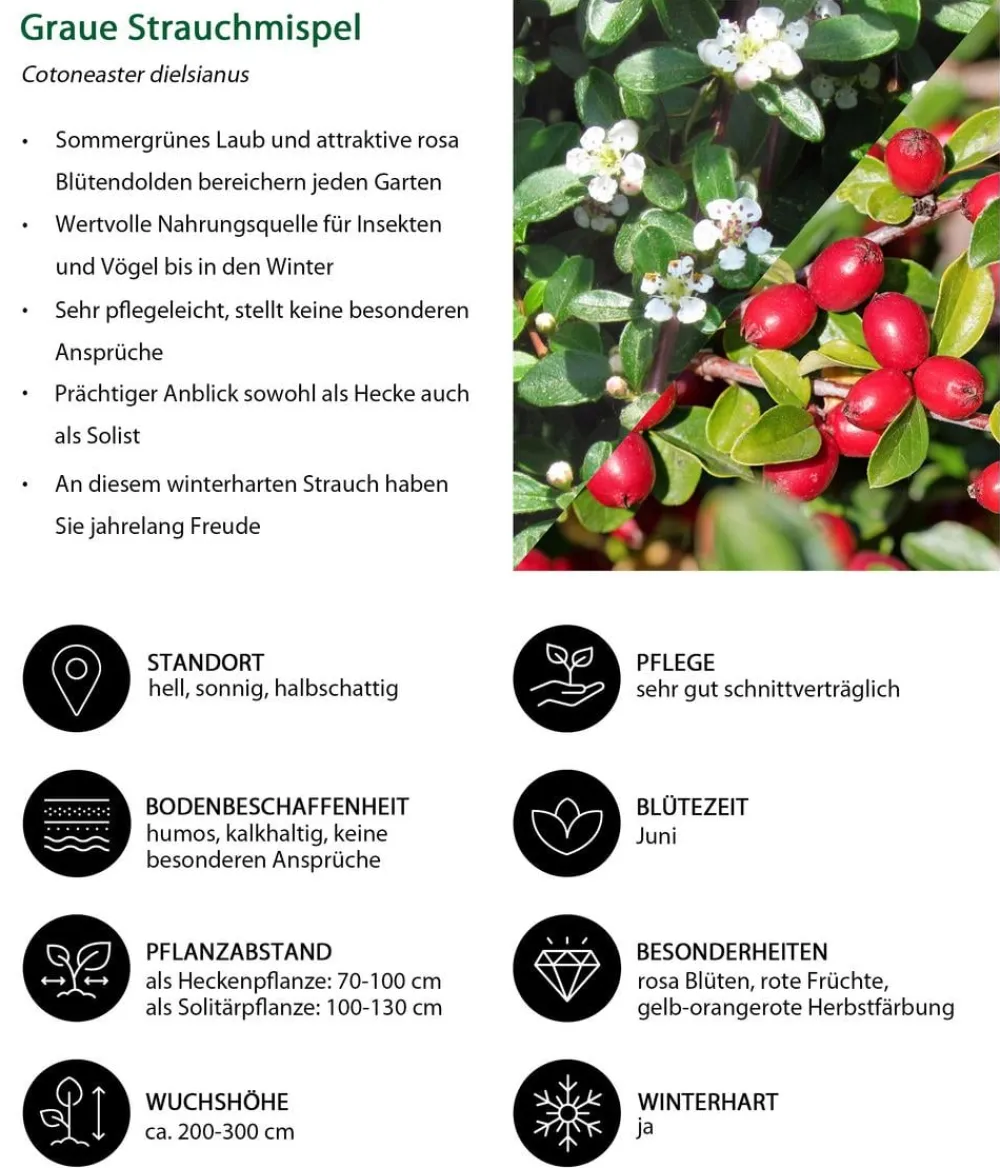 Dehner Natura Premium Laubgehölze|Vogelschutzhecken > Strauchmispel