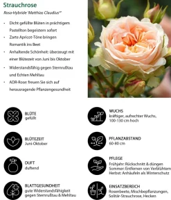 Dehner Rosen > Strauchrose 'Matthias Claudius®'