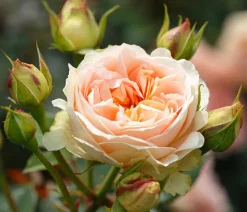 Dehner Rosen > Strauchrose 'Matthias Claudius®'
