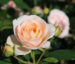 Dehner Rosen > Strauchrose 'Matthias Claudius®'