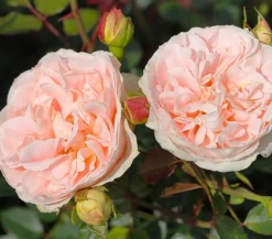 Dehner Rosen > Strauchrose 'Matthias Claudius®'
