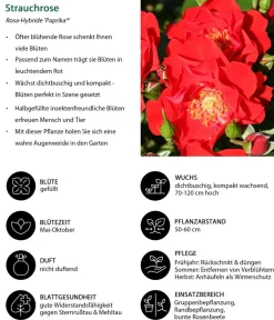Dehner Rosen > Strauchrose 'Paprika®'