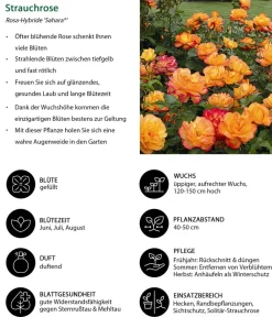 Dehner Rosen > Strauchrose 'Sahara®'