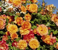 Dehner Rosen > Strauchrose 'Sahara®'