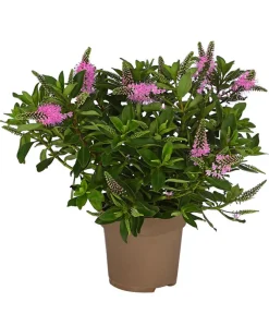 Dehner Blühende Sträucher - Strauchveronika Pink