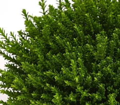 Dehner Grabschmuck & Grabgestaltung|Laubgehölze > Strauchveronika 'Green Globe'