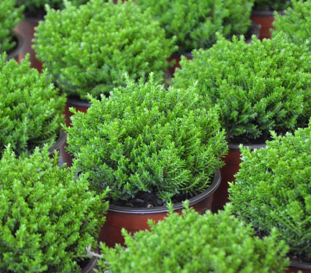 Dehner Strauchveronika 'Green Globe' Grün Sale